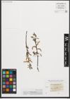 Foto von Salix purpurea L.